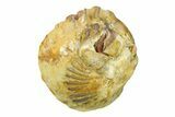 Wide, Enrolled Flexicalymene Trilobite - Indiana #287765-1